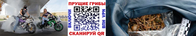 Галлюциногенные грибы Magic Shrooms  купить  цена  Белгород 